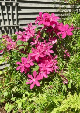 Clematis in the Osterichers' garden