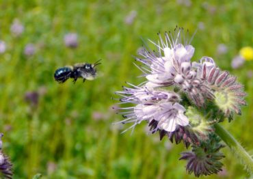 Mason Bees