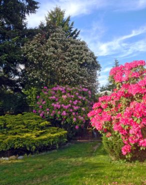 Rhododendrons