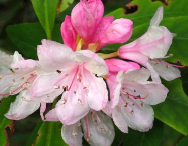 Rhododendrons