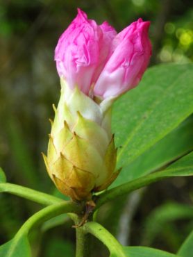 Rhododendrons