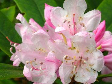 Rhododendrons