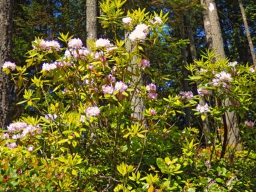 Rhododendrons