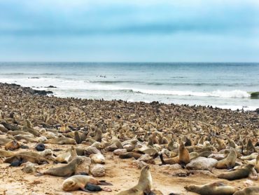 Fur Seal Colony at Cape Cross