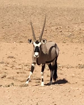 Oryx