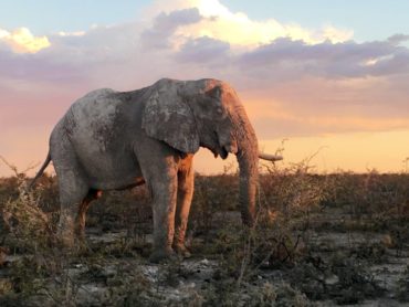 Bull elephant at sunset