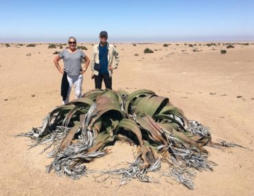 Welwitschia plant