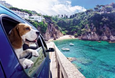 Travel with Pets