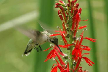 hummingbirds