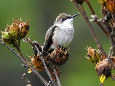 hummingbirds