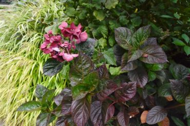 Hydrangea macrophylla ‘Brunette’