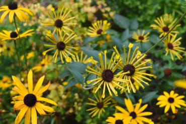 Heliopsis ‘Summer Sun’