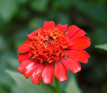 Scabiosa-flowered zinnia