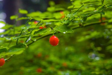 Vaccinium parvifolium berry