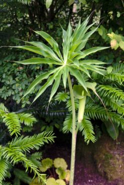 Arisaema consanguineum