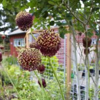 'Red Mohican' crested allium