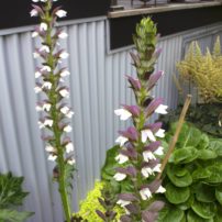 Grecian pattern plant (acanthus)