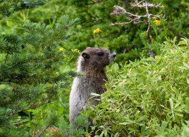 Marmot at Nisqually Vista (Photo by Susan Elderkin)