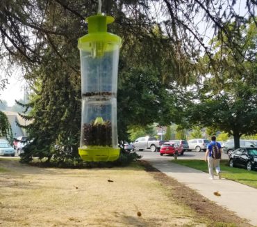 A wasp trap in Pullman lures wasps away from people. (Photo by Linda Weiford, WSU News)