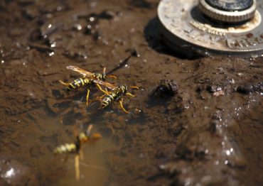 Wasps congregate near water spigots during our dry summer. (Photo by Christina Rede, WSU Entomology)