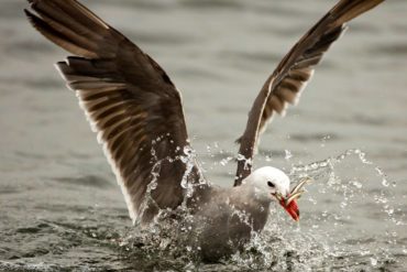 Heermann's gull in breeding plumage pounces on a bait ball of forage fish at Fort Flagler State Park near Port Townsend. (This photo by Janine Schutt is featured on Kitsap Audubon Society's "Important Bird Area" interpretive sign at Point No Point County Park.)