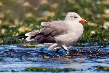 Heermann’s gull in nonbreeding plumage strolls the beach at Point No Point County Park in Hansville.