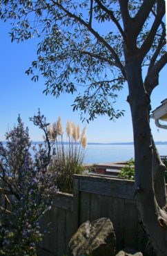 Rosemary, pampas grass and snow gum on the Point Monroe spit. These plants have been inundated by Puget Sound water during extreme high-water events.