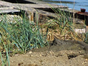 Dune grass colonizing the sediments between broken bulkheads