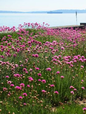 Sea thrift planted in place of a lawn shrug off the salt water that periodically splashes over the concrete bulkhead.