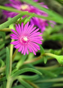 Ice plant