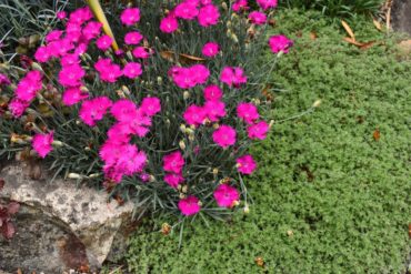 Pinks and wooly thyme nestle in comfortably among rocks.