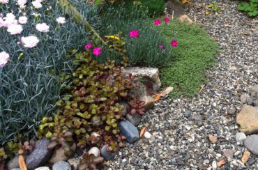 Sedum, wooly thyme and varieties of pinks weave together.