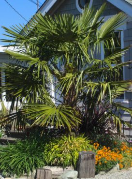 Windmill palm does well in our climate and looks at home by the Sound.