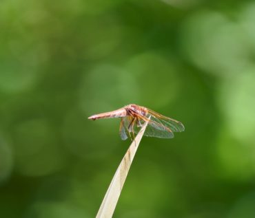 Dragonfly enjoying a perch on top of New Zealand flax