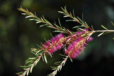 Bottlebrush flowers