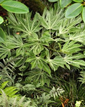 Fatsia ‘Spider Web’