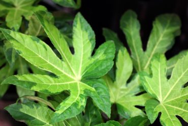 Fatsia japonica ‘Aurea’