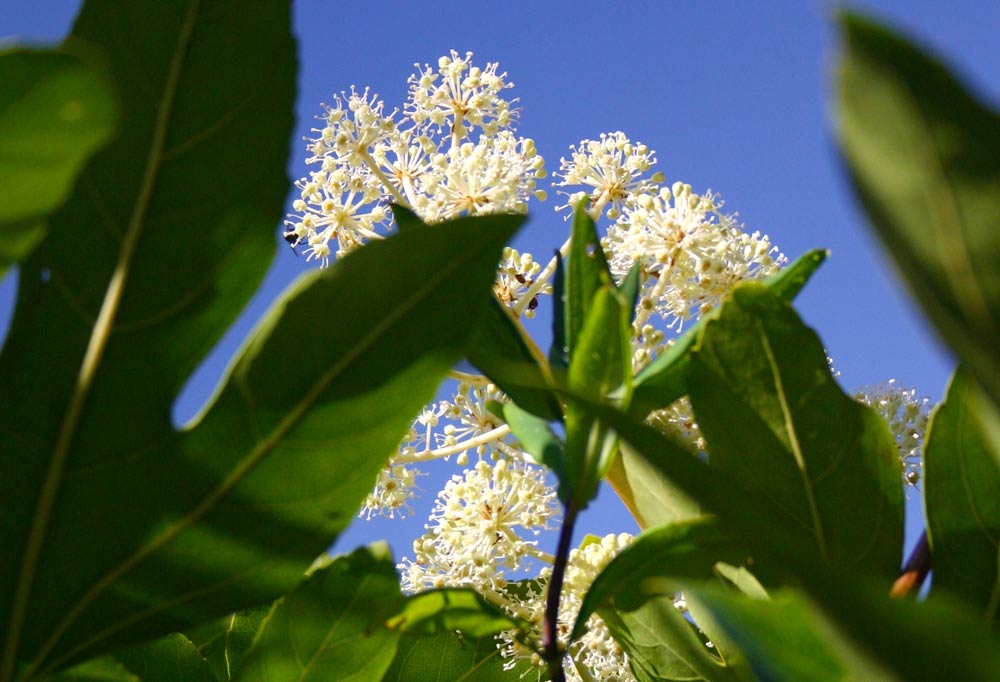Image of Fatsia japonica flowers with red stems