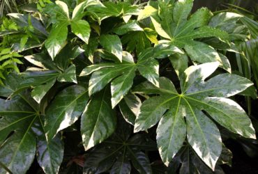 Fatsia japonica ‘Variegata’