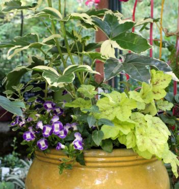 Fatsia japonica ‘Variegata’ used as a thriller in a pot with other shade-tolerant plants