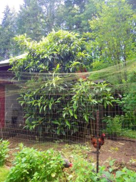 Permaculture Garden