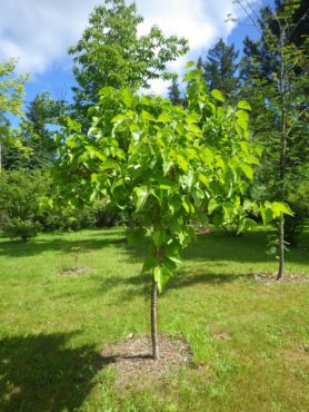 Permaculture Garden