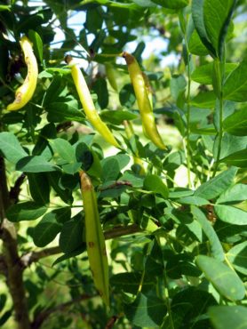 Permaculture Garden