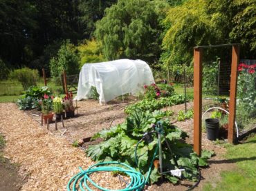 Permaculture Garden