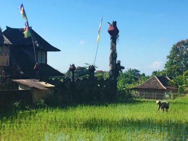 Tending rice fields in Penestanan, high above Ubud