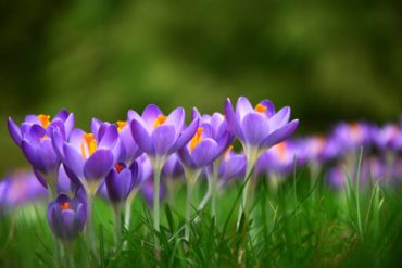 Crocus