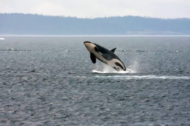 orca