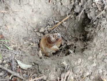 Single bulb in hole to show planting depth (Photo by Angie Narus)