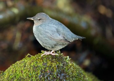 An American dipper surveys its territory from a mossy rock by Chico Creek.