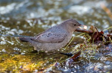 An American dipper finds a tasty salmon egg in Chico Creek near Bremerton.